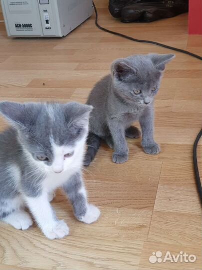 Британские котята помесь. Отдам в добрые руки