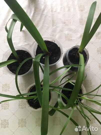 Гиппеаструм (амариллис) красно-оранжевый