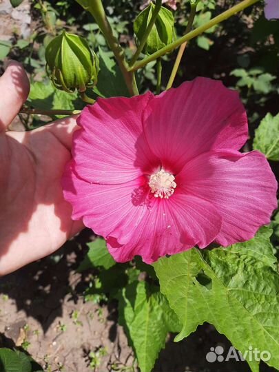 Гибискус семена