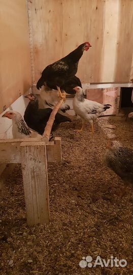 Юрловская голосистая