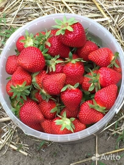 Рассада клубники