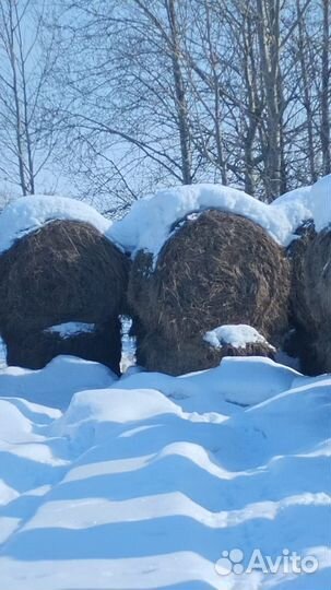 Продам сено в тюках