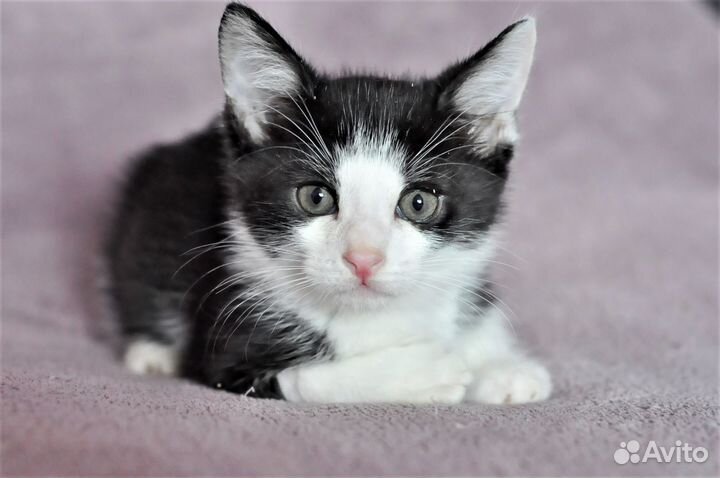 Котята 1,5 мес