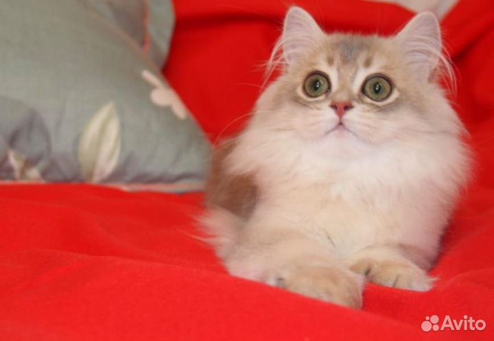 Шотландский кот