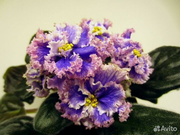 Сортовые коллекционные фиалки