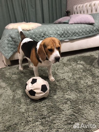 Вязка кобель бигль