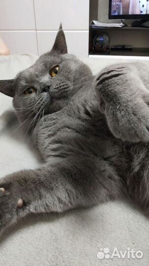 Британский кот, вязка