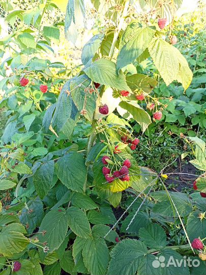 Продаю свое