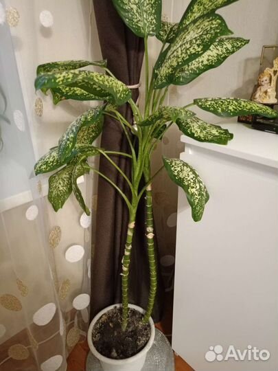 Диффенбахия