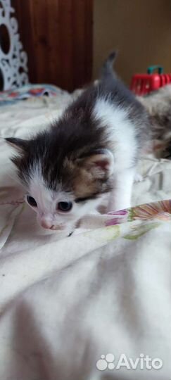 Котята в дар бесплатно
