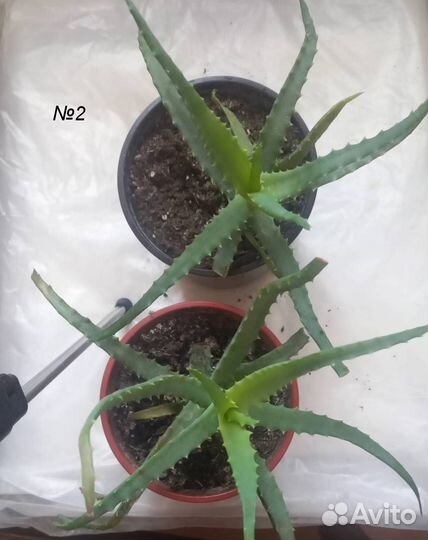 Об этом домашнем цветке слагают легенды