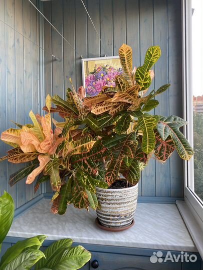 Кротон кодиеум экселент 75см