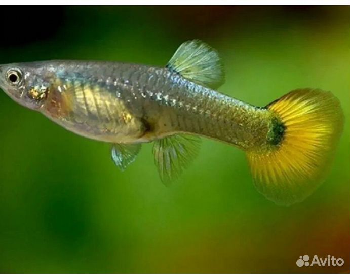 Аквариумные рыбки гуппи