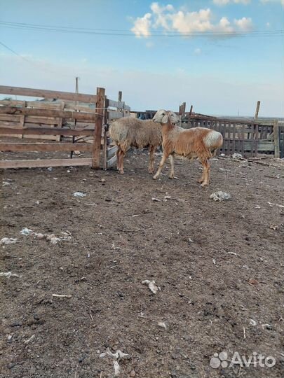 Гисарские баранчики