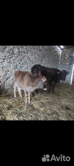 Корова с теленком