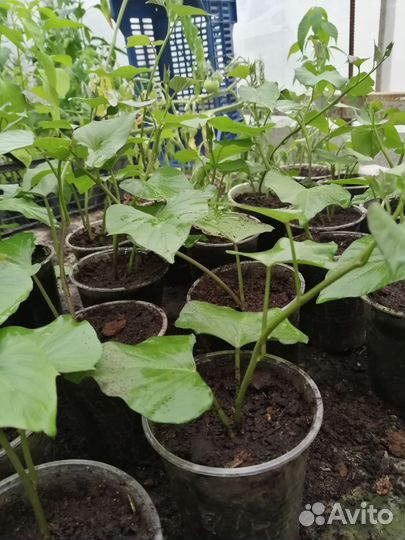 Батат рассада