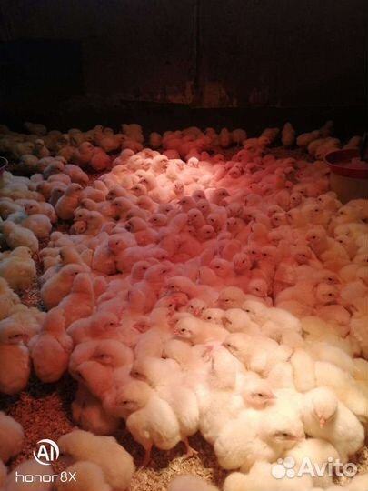 Цыплята,утята,индейка,молодка