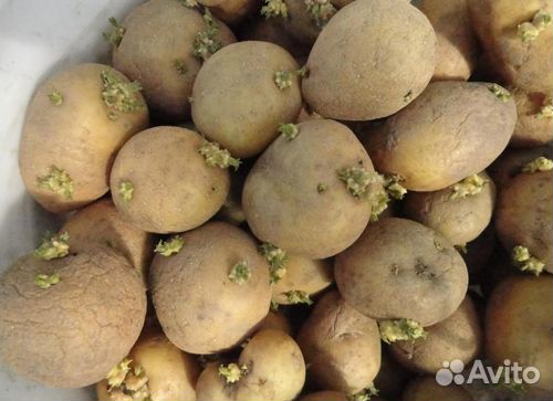 Семенной картофель гала