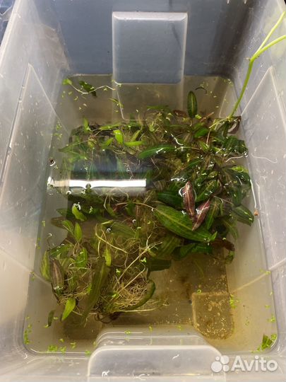 Кротон растения для аквариума