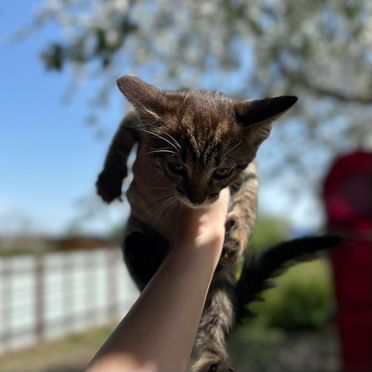 Яванский котёнок
