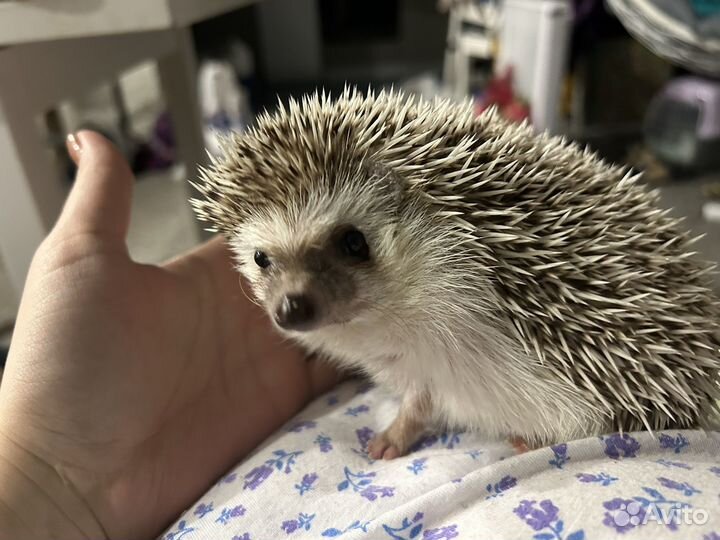 Африканский еж (вязка) - ищу даму сердца