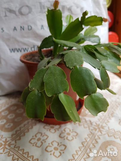 Продам цветы комнатные