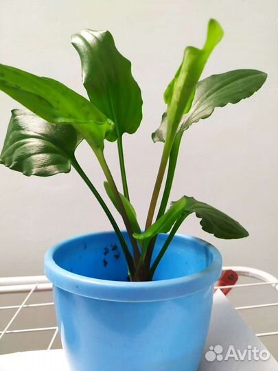Цветы комнатные, много луковичек