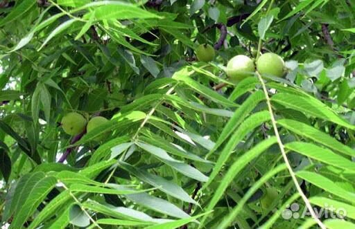 Орех Зибольда семена Орех айлантолистный