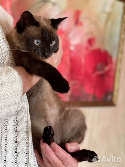 Кошка в дар