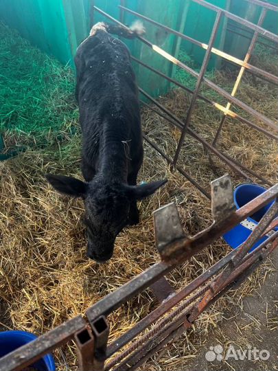 Крепкие телята бычки с доставкой