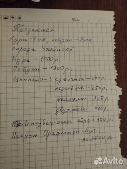 Куры и петухи
