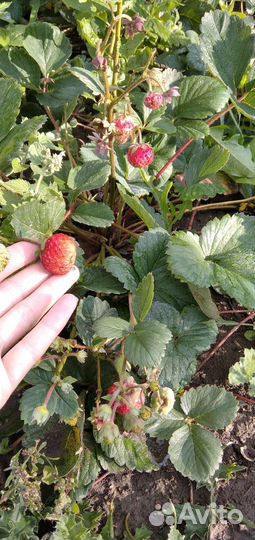 Клубника ремонтантная с ароматом земляники
