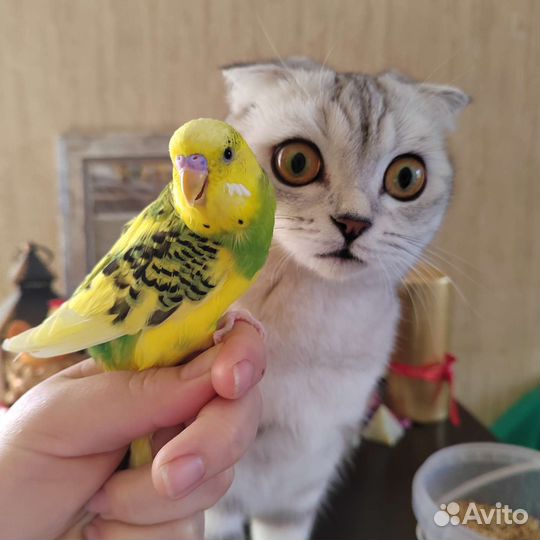 Домашние животные птицы