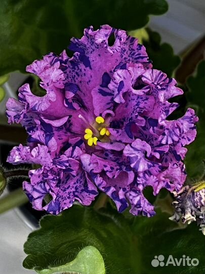 Сортовые фиалки