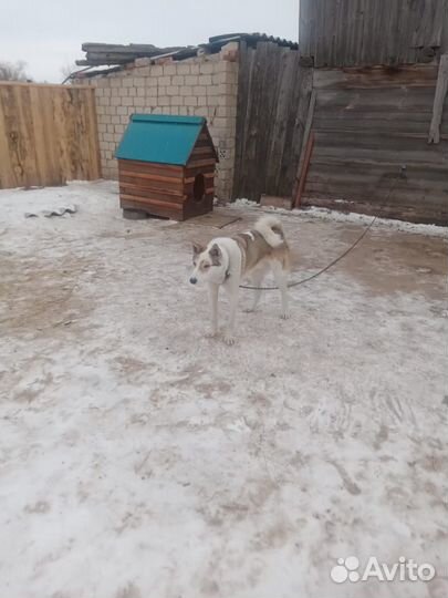 Лайка зсл кабель