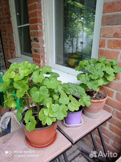 Герань (озелените балкон)