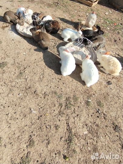 Колифорнийские кролики