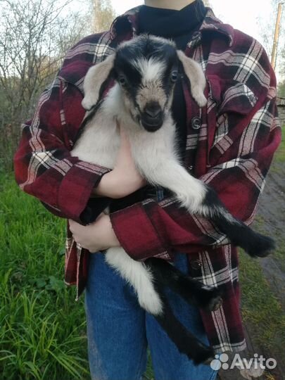 Козочка и дойная коза