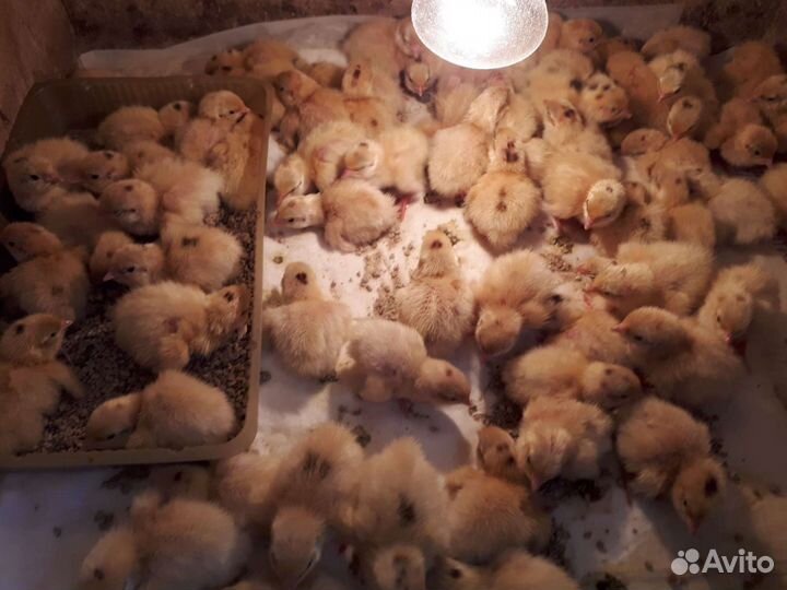 Инкубационное яйцо