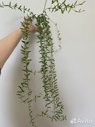 Хойи в кашпо