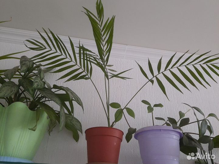 Укорененные отростки