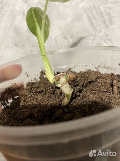 Монстера альба