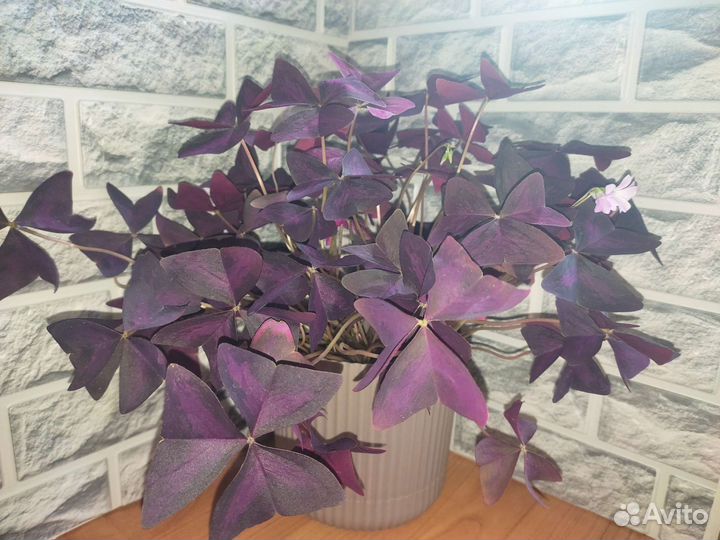 Кислица оксалис