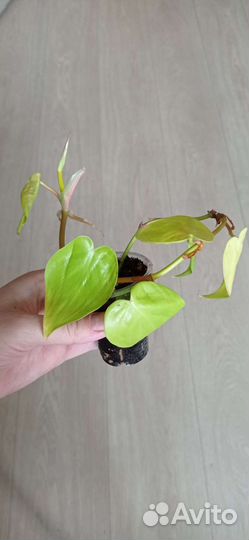 Филодендрон lemonlime