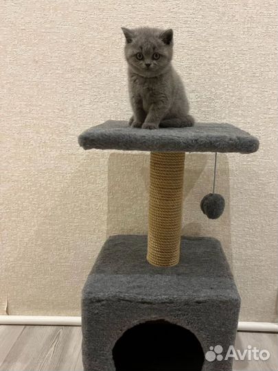 Домик для кошки с когтеточкой