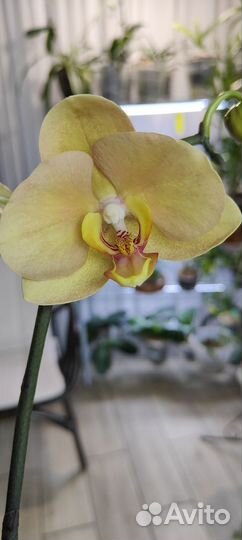 Орхидея фаленопсис