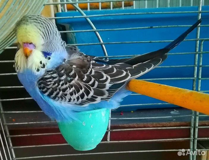 Ввп чех птенец