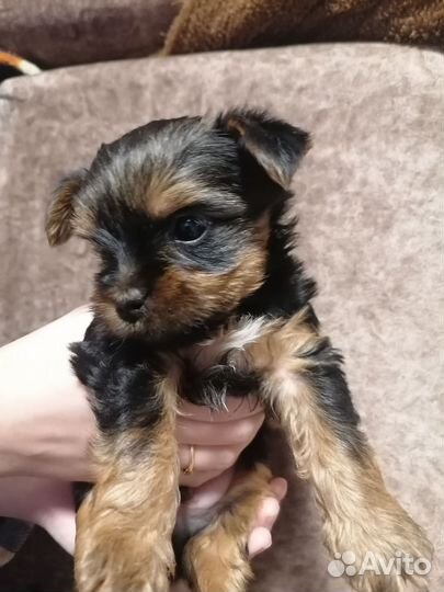 Йоркширский терьер щенки