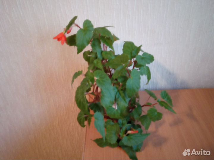 Бегония ампельная