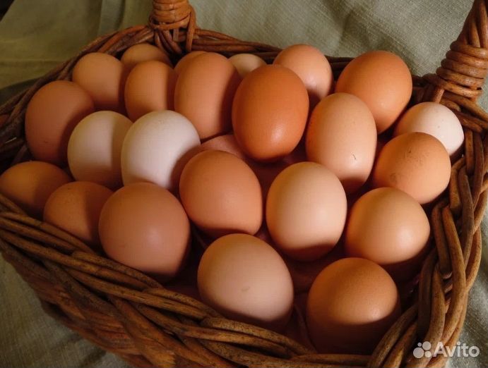 Домашние диетические куриные яйца